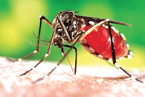 HEALTH MINISTRY DECLARES YELLOW FEVER OUTBREAK IN UPPER WEST REGION