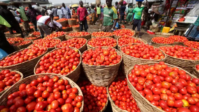 Ghana’s tomato supply shortfall could rise to 400,000 tonnes – Agribusiness Chamber