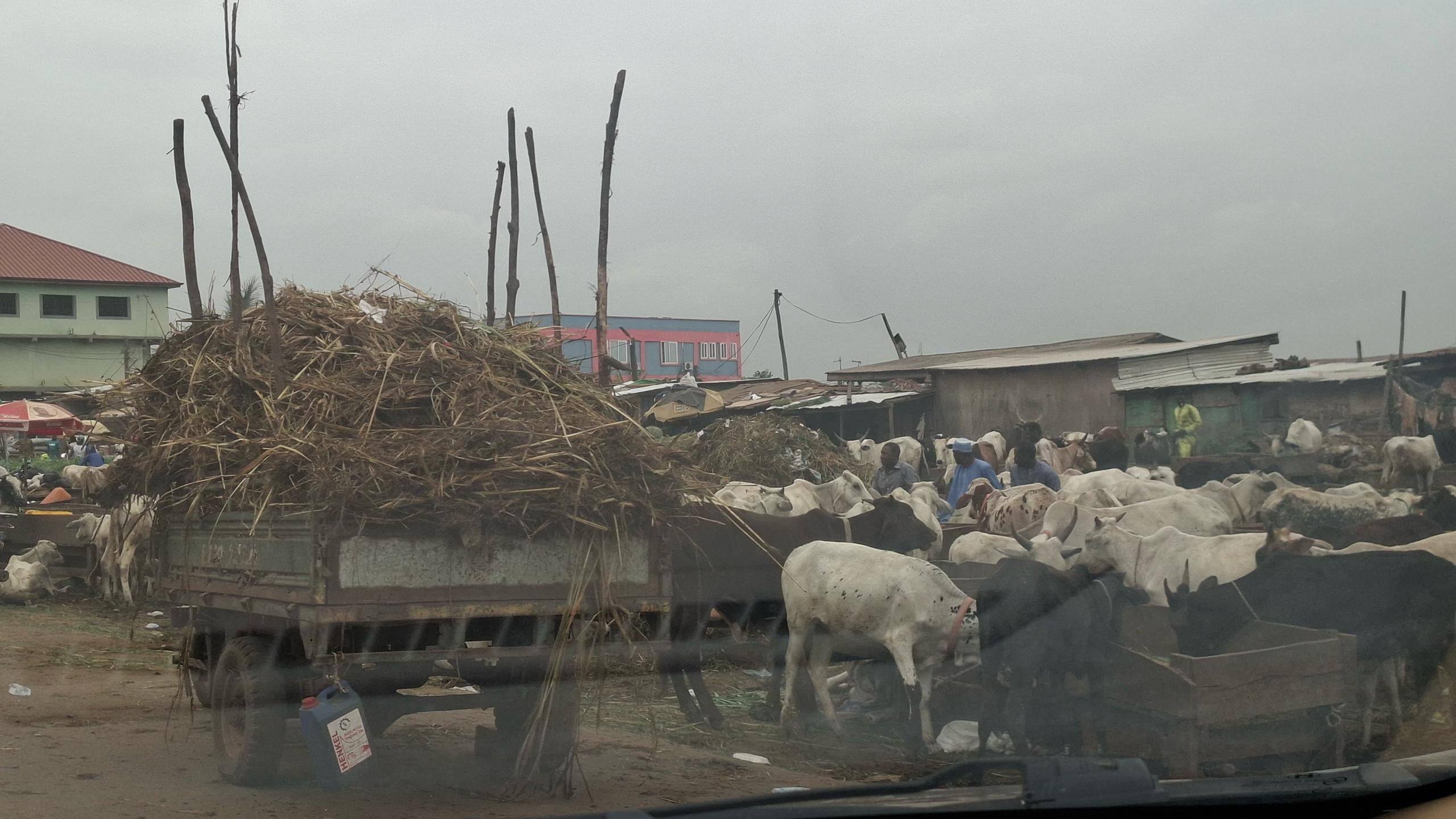 Tulaku cattle market: Resident calls for relocation over safety, sanitation concerns